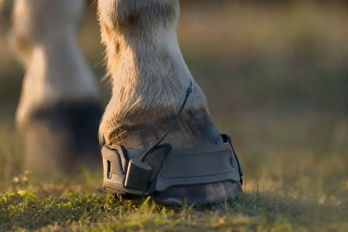 Pferdehuf mit angelegtem Mess-Hufschuh und Sensorkabel auf kurzem Gras