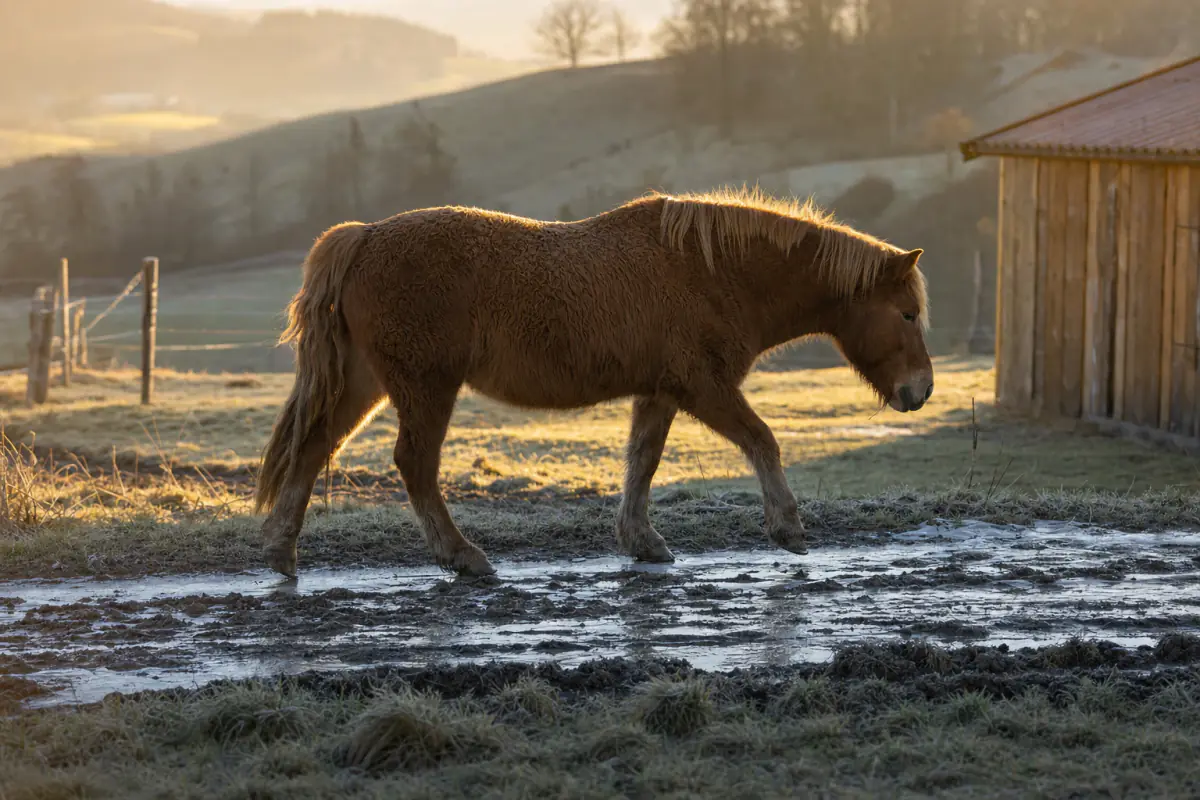 Altes Pferd im dichten Winterfell geht im Schritt über einen tief aufgeweichten Matschweg am Rand einer Weide