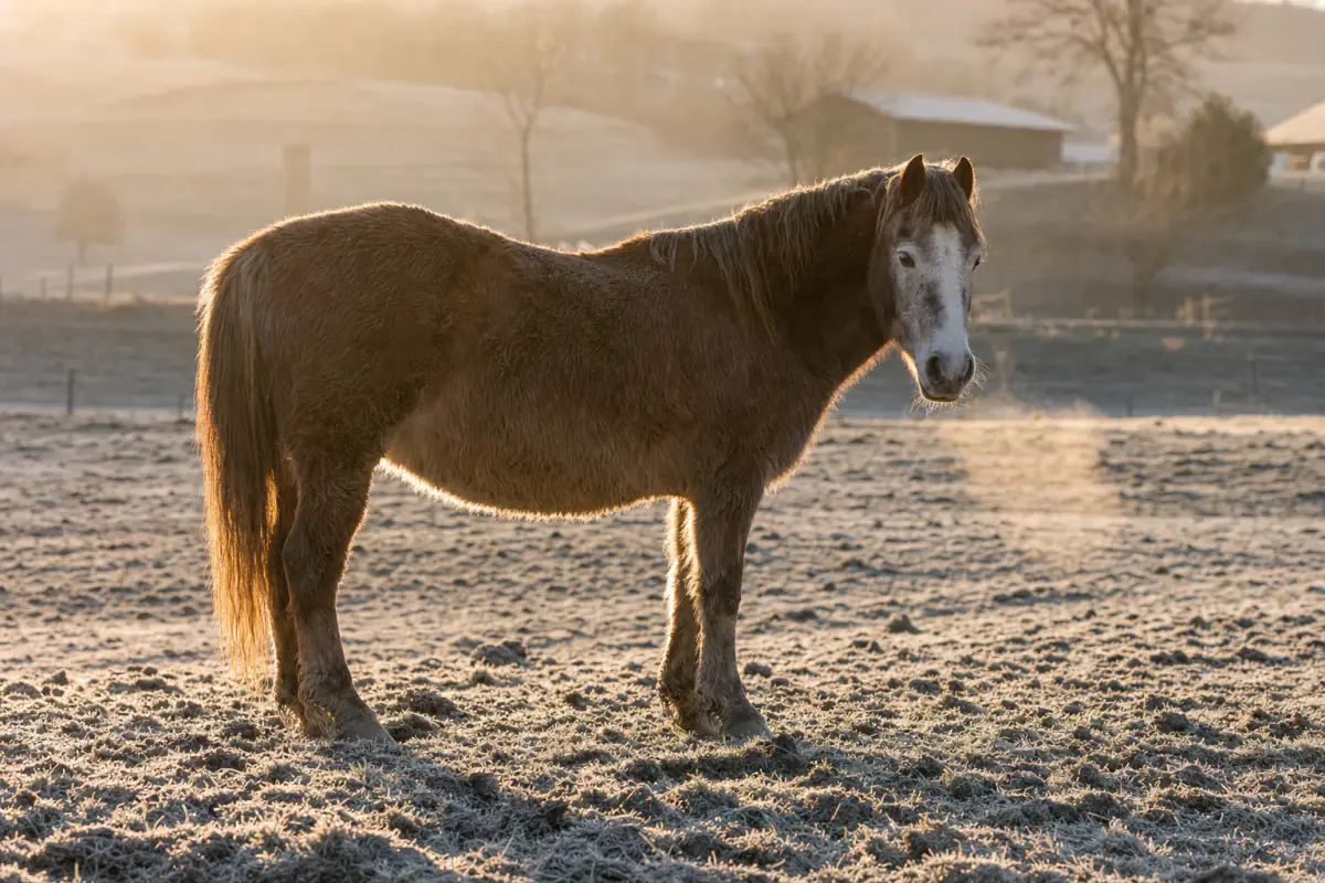 Altes braunes Pferd mit ergrautem Kopf und dichtem Winterfell steht im Gegenlicht auf einer von Frost überzogenen Weide
